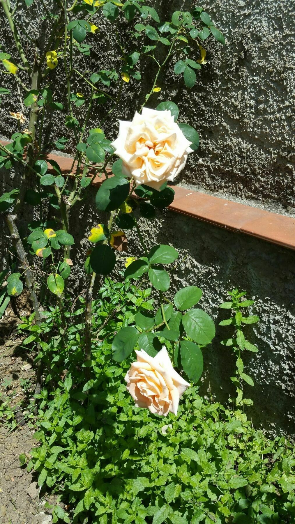 La Villa Nei Fiori Firenze Kültér fotó
